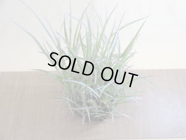 画像3: アケボノアシ 根洗い(3) (3)