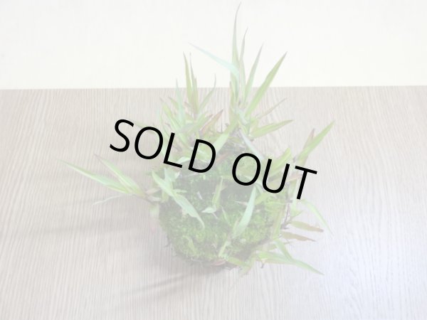 画像2: 紅アシ 根洗い(1) (2)