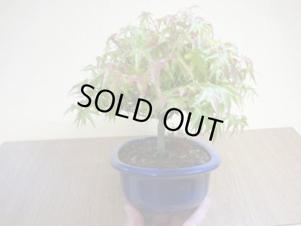 画像4: 清姫モミジ(4) (4)