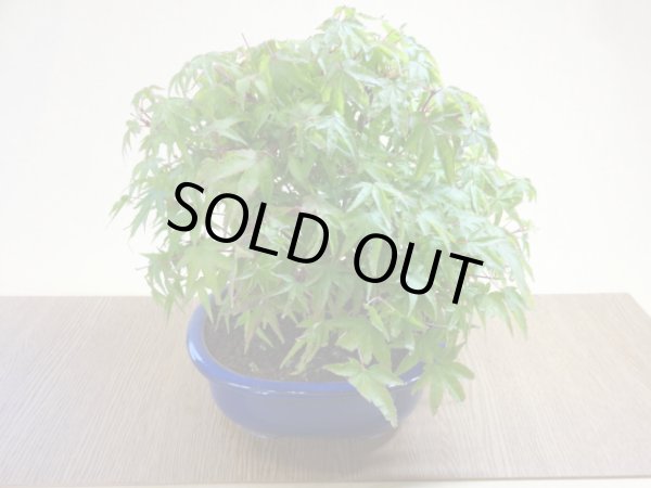 画像5: 清姫モミジ(5) (5)