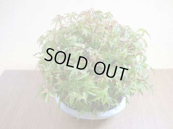 画像5: 清姫モミジ(1) (5)