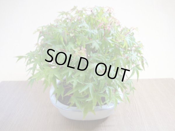 画像5: 清姫モミジ(2) (5)