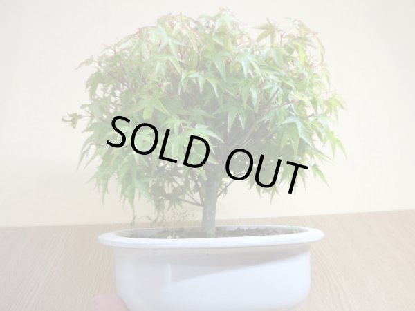 画像3: 清姫モミジ(1) (3)