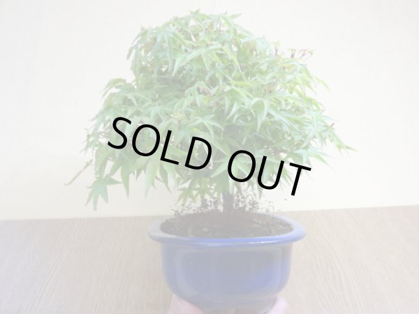 画像4: 清姫モミジ(5) (4)