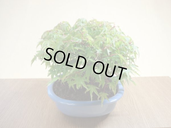 画像5: 清姫モミジ(6) (5)