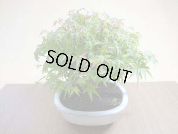 画像6: 清姫モミジ(2) (6)