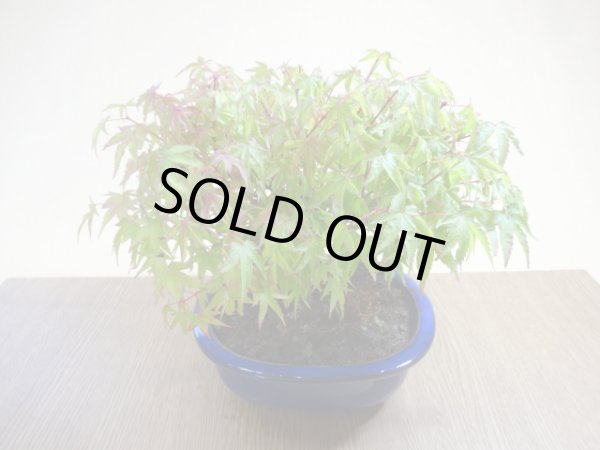 画像6: 清姫モミジ(4) (6)