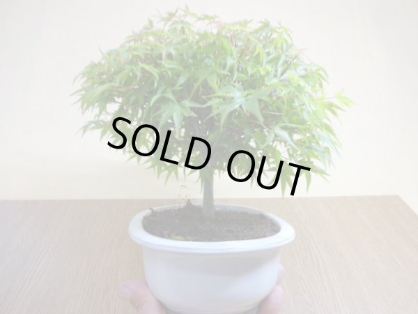 画像2: 清姫モミジ(2) (2)