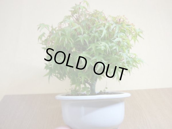 画像4: 清姫モミジ(1) (4)