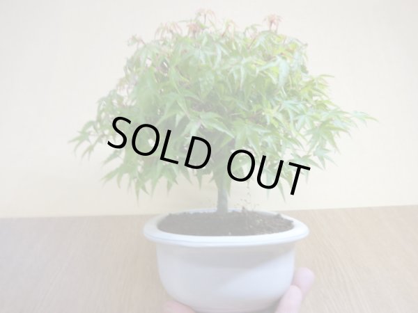 画像4: 清姫モミジ(2) (4)