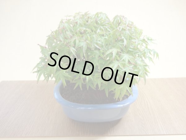 画像6: 清姫モミジ(6) (6)