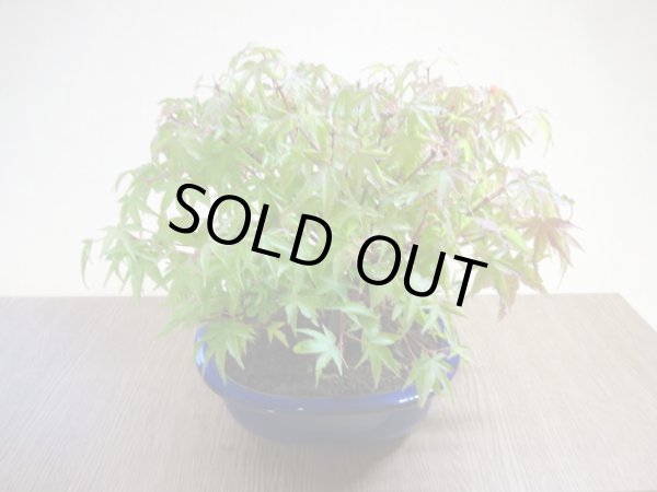 画像5: 清姫モミジ(4) (5)