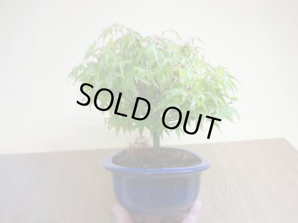 画像2: 清姫モミジ(4) (2)