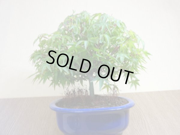 画像3: 清姫モミジ(5) (3)