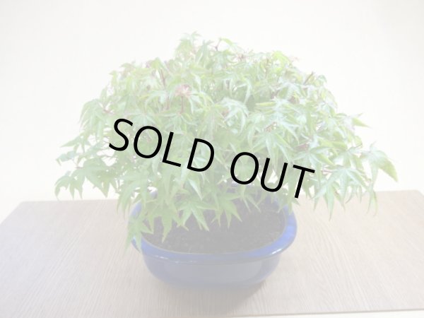 画像6: 清姫モミジ(3) (6)