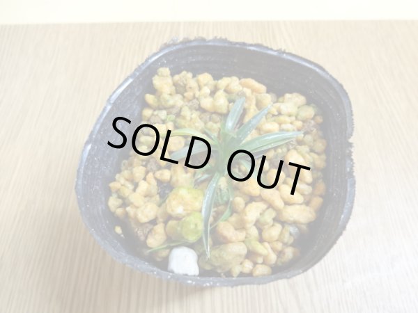 画像2: 屋久島モジズリ (2)