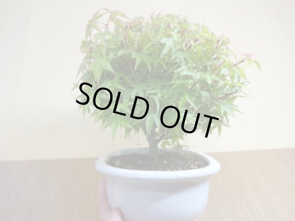 画像2: 清姫モミジ(1) (2)