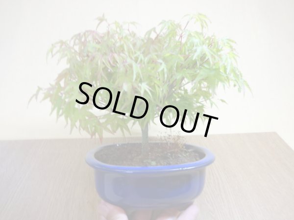 画像3: 清姫モミジ(4) (3)