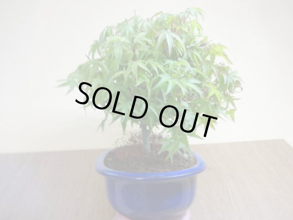 画像2: 清姫モミジ(5) (2)