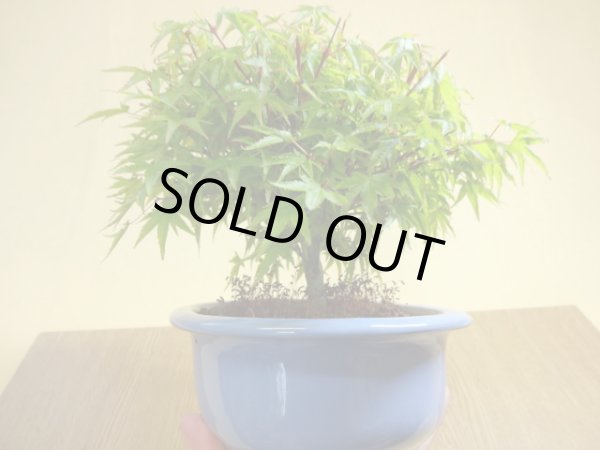 画像4: 清姫モミジ(6) (4)