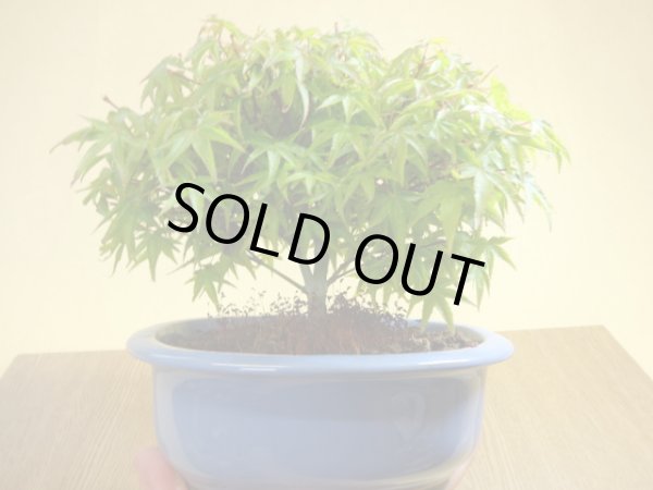 画像3: 清姫モミジ(6) (3)