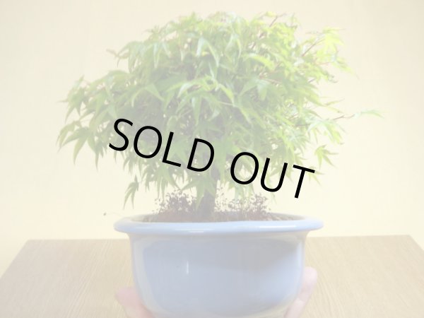 画像2: 清姫モミジ(6) (2)