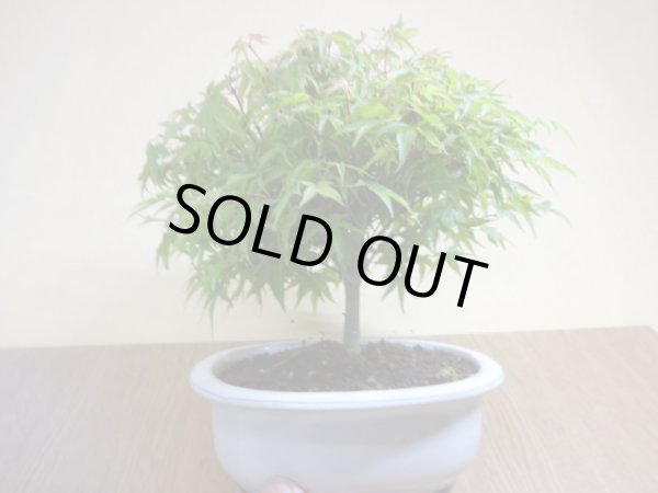 画像3: 清姫モミジ(2) (3)