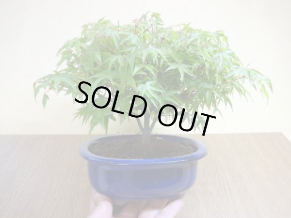 画像3: 清姫モミジ(3) (3)