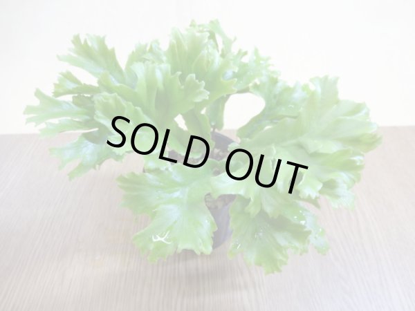 画像2: 獅子小谷ワタリ (2)