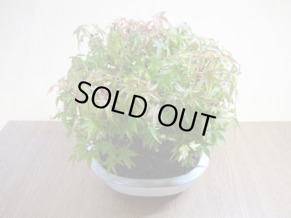 画像6: 清姫モミジ(1) (6)