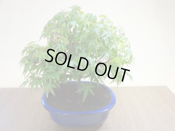 画像6: 清姫モミジ(5) (6)