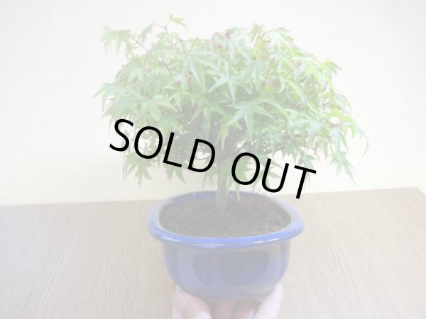 画像4: 清姫モミジ(3) (4)