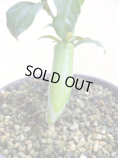 画像3: ローヤ柿 夢の雫(1)(接木苗) (3)