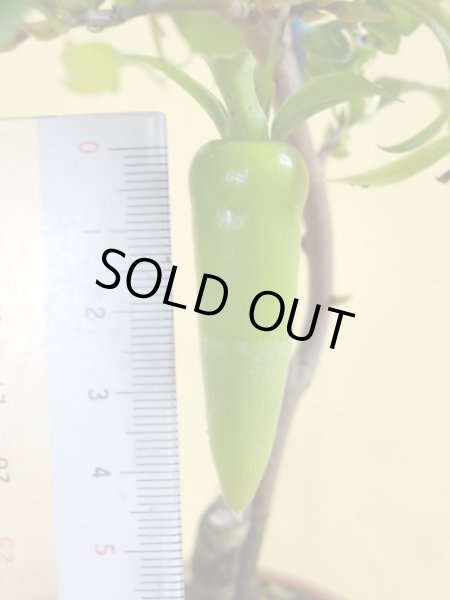 画像4: ローヤ柿 夢の雫(4)(接木) (4)