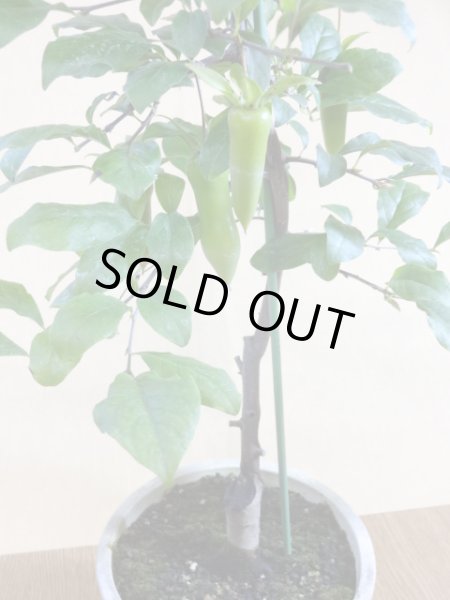 画像3: ローヤ柿 夢の雫(5)(接木) (3)