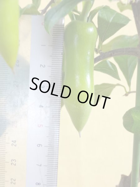 画像5: ローヤ柿 夢の雫(5)(接木) (5)