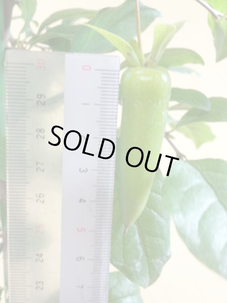 画像6: ローヤ柿 夢の雫(5)(接木) (6)