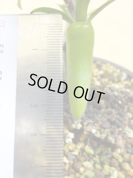 画像4: ローヤ柿 夢の雫(2)(接木苗) (4)