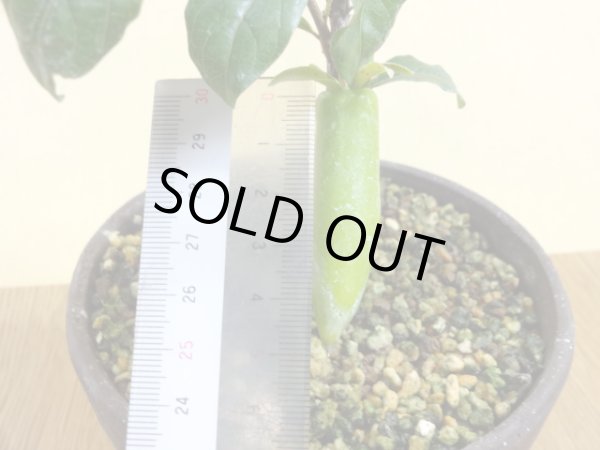 画像4: ローヤ柿 夢の雫(1)(接木苗) (4)