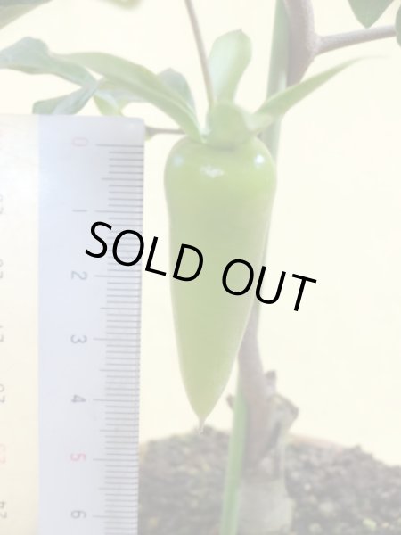 画像4: ローヤ柿 夢の雫(3)(接木) (4)