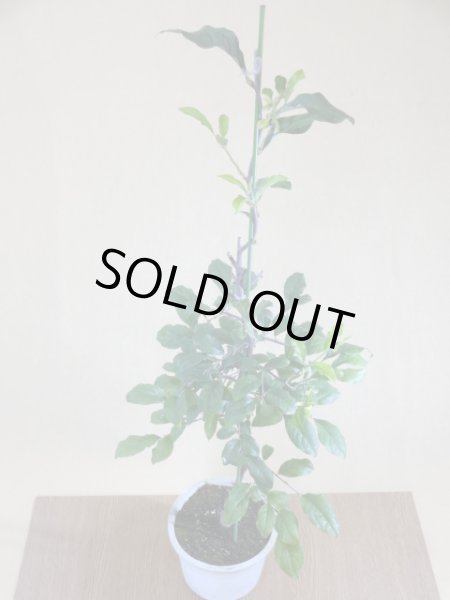 画像2: ローヤ柿 夢の雫(5)(接木) (2)