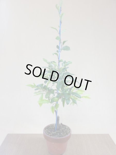 画像2: ローヤ柿 夢の雫(4)(接木) (2)