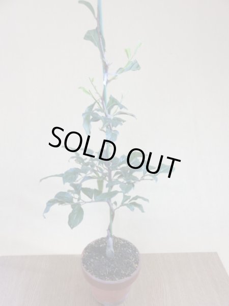 画像2: ローヤ柿 夢の雫(3)(接木) (2)