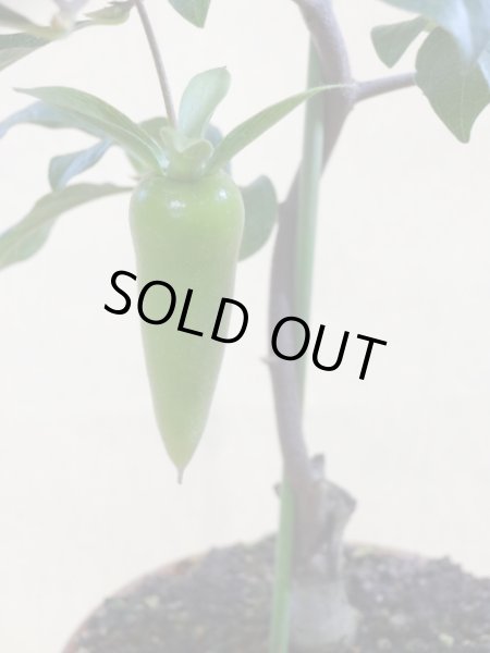 画像3: ローヤ柿 夢の雫(3)(接木) (3)