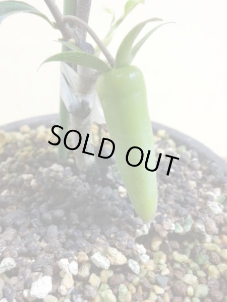 画像3: ローヤ柿 夢の雫(2)(接木苗) (3)