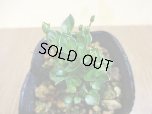 画像2: 屋久島姫ウメバチソウ (2)