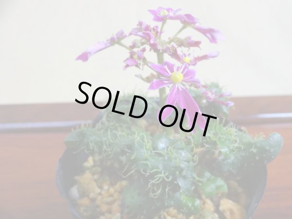 画像2: 大文字草 針竜 (2)