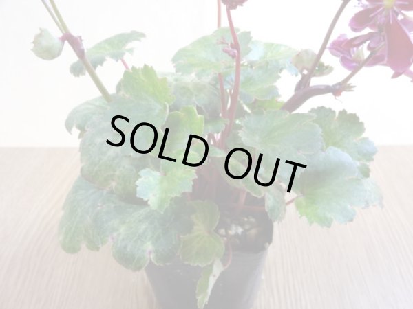 画像2: 大文字草 紅錦 (2)