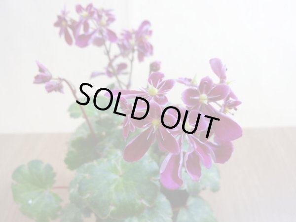 画像3: 大文字草 紅錦 (3)