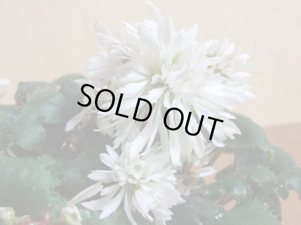 画像2: 大文字草 白秋 (2)